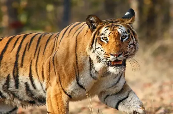 Pench Wildlife Tour Package